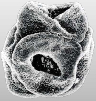(2011) tetrada Walkeripollis kreda 120 Ma pyłek
