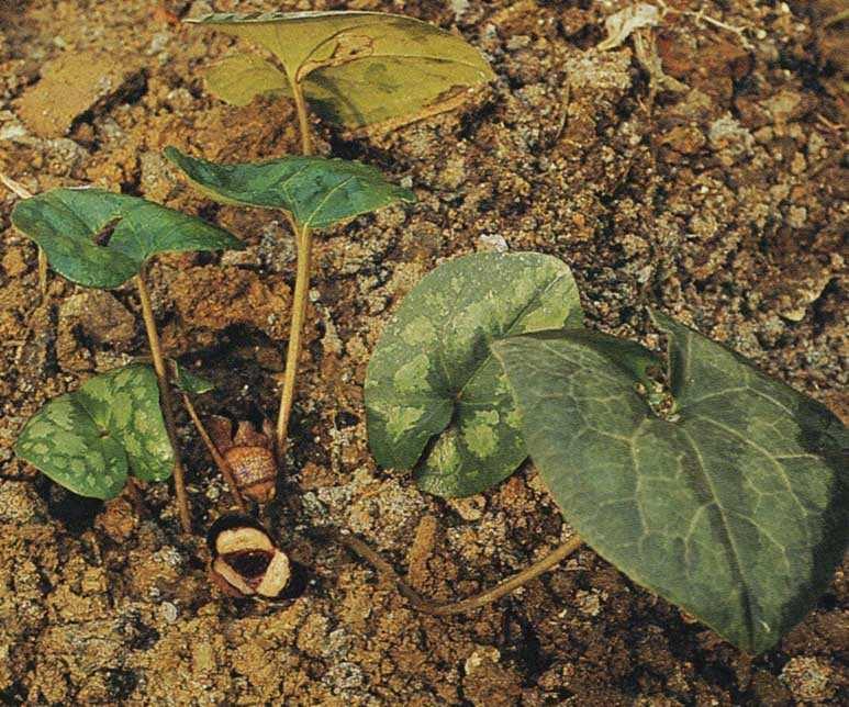 Aristolochia