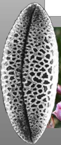 Asarum ceae jednobruzdowy