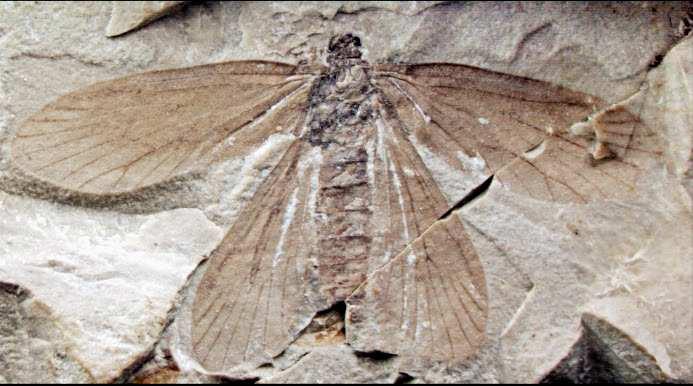 CO ZAPYLAŁO wczesnokredowe kwiaty Ascololepidopterix