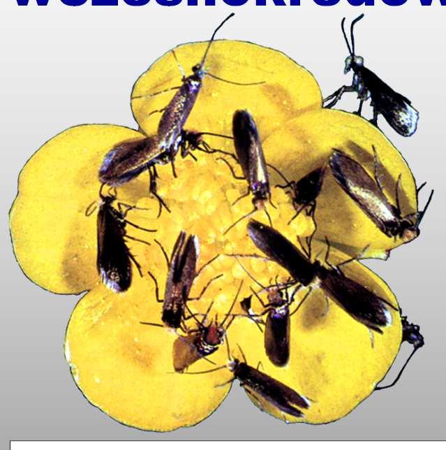 (2013) Micropterix dziś puste przejaw zaawansowania?
