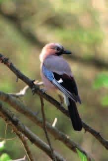 SÓJKA (Garrulus glandarius) Ptak o beżowo-brązowym ubarwieniu z charakterystycznymi błękitnymi, prążkowanymi piórami na skrzydłach.