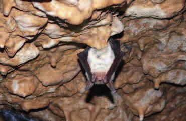 NOCEK DUŻY (Myotis myotis) To największy z naszych polskich nietoperzy. Jego ciało pokryte jest szarobrązowym futerkiem na grzbiecie i jasnym na stronie brzusznej.