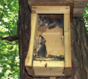 POPIELICA (Glis glis) Srebrno-biały wierzch ciała, biały brzuch oraz duże oczy to cechy kolejnego przedstawiciela popielicowatych w Polsce. Popielica wiedzie skryty tryb życia.