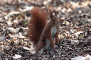 OCHRONA CZĘŚCIOWA WIEWIÓRKA POSPOLITA (Sciurus vulgaris) Wiewiórka pospolita. Fot. PŁW Ogon i uszy wiewiórki sa bardziej puszyste zimą. Fot. PŁW Tropy wiewiórki. Fot. PŁW Jest jednym z bardziej pospolitych gryzoni leśnych.