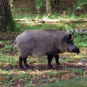 DZIK (Sus scrofa) Dzik. Fot. PS Trudno pomylić dzika z jakimkolwiek innym rodzimym ssakiem.