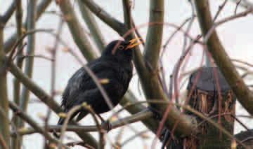 KOS (Turdus merula) Dawniej był to ptak typowo leśny, obecnie występuje również w miejskich parkach i ogrodach. Gniazdo buduje m.in. w żywopłotach i na drzewach.