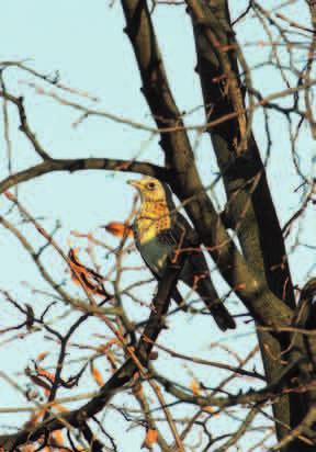 KWICZOŁ (Turdus pilaris) Kwiczoły są aktywnymi, rzucającymi się w oczy, hałaśliwymi ptakami, odzywającymi się często czkającym głosem.