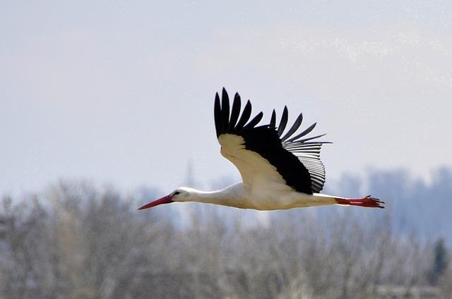 Idzie jesień do zwierząt Termin realizacji: 08.10-12.10.2018 r. https://www.slawoslaw.pl/wp-content/uploads/2015/07/stork-101100_640.