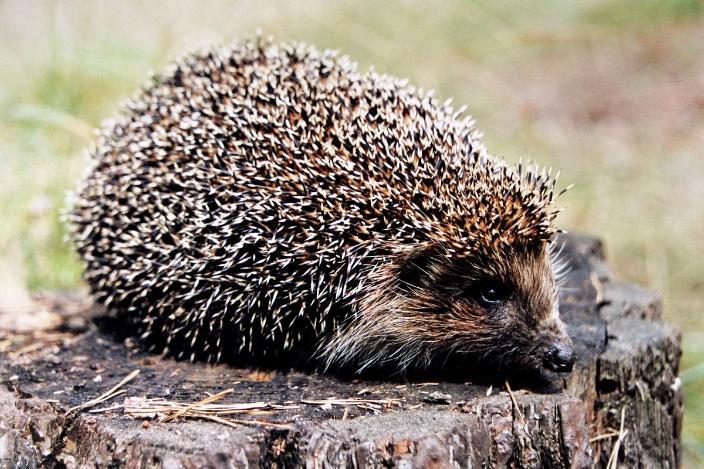 Ref: Zagadkę. 3. A jeżyk, gruby jak piłka, podreptał, gdzie lasek rośnie, Zakopał się pośród liści i chrapie tak, śniąc o wiośnie.