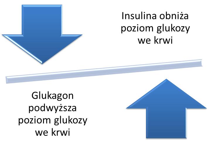 10 Glukagon jest hormonem katabolicznym produkowanym przez komórki A wysp Langenharsa, zwiększającym stężenie glukozy we krwi.