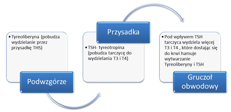 7 Zależność podwzgórze- przysadka- gruczoł obwodowy na przykładzie tarczycy Szyszynka Jest niewielkich rozmiarów gruczołem wpływającym na okołodobowe i sezonowe rytmy biologiczne człowieka.