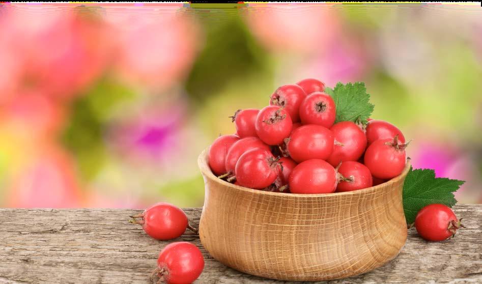 Preparaty ziołowe Ojca Grzegorza Sroki bach układu krążenia dobrze sprawdzają się preparaty zawierające w swoim składzie ekstrakt z miłorzębu japońskiego, który jest silnym antyoksydantem.
