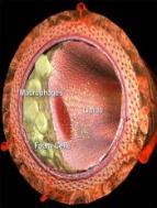 Am J Med 2009;122:443 53. 3. A. Mooradian. Nat Clin Pract Endocrinol Metab 2009:5;150 15. 4. W.B. Kannel. Am Heart J 1985:110;1100 7.