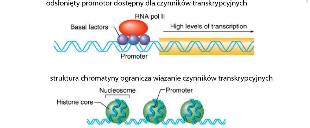 Regulacja dostępności chromatyny Struktura chromatyny utrudnia zachodzenie transkrypcji Hartwell, Hood,