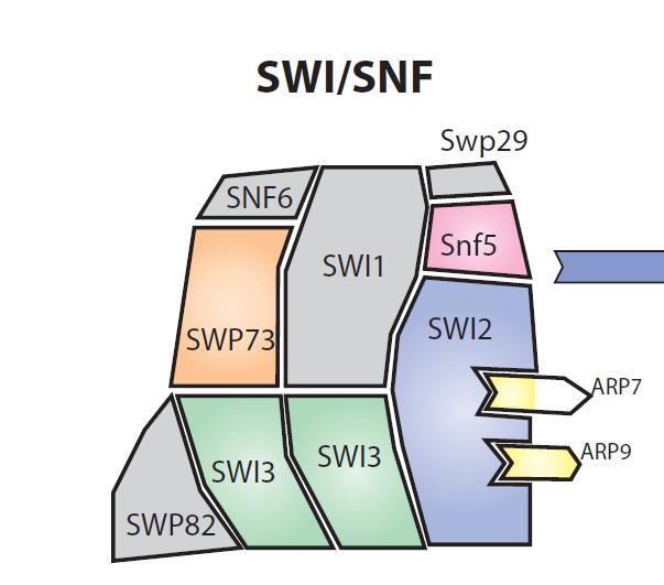 Konserwowane funkcje biologiczne kompleksów SWI/SNF: Regulacja inicjacji oraz elongacji transkrypcji Udział w rekombinacji