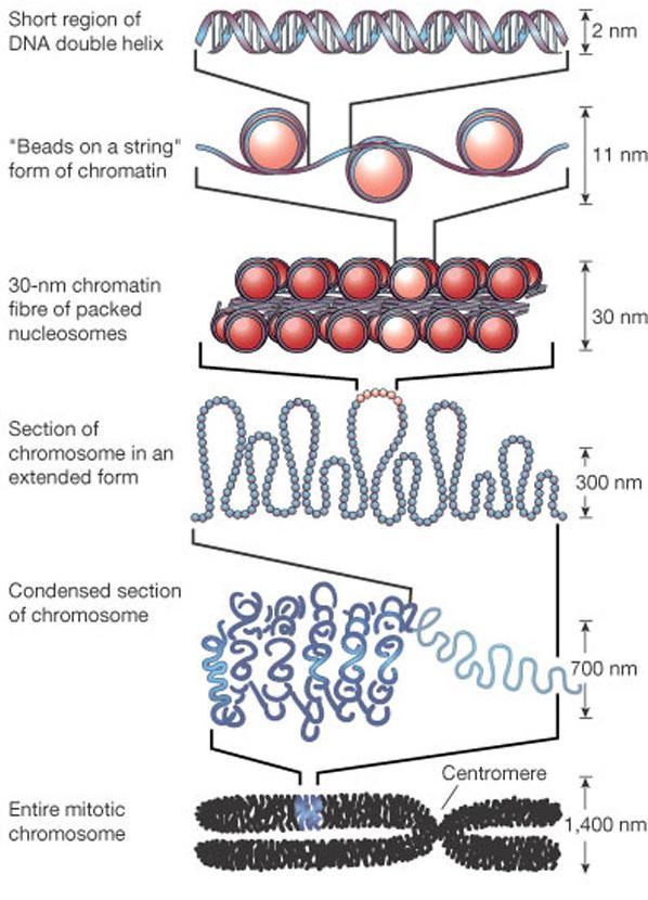 Podstawowe modyfikacje zmieniające strukturę chromatyny ważną dla procesu transkrypcji Metylacja DNA (zamykanie obszarów chromatyny) Kowalencyjne modyfikacje