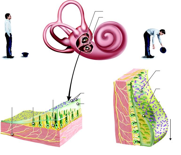 eustachiusz a stereocilia komórek rzęsatych ucho środkowe