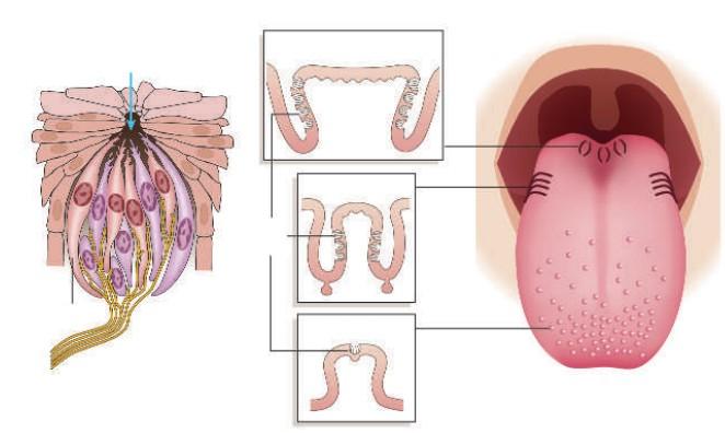 Brodawki i kubki smakowe okolne otwór smakowy
