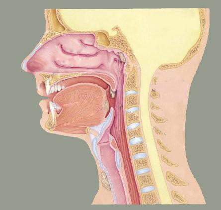 Chemorecepcja