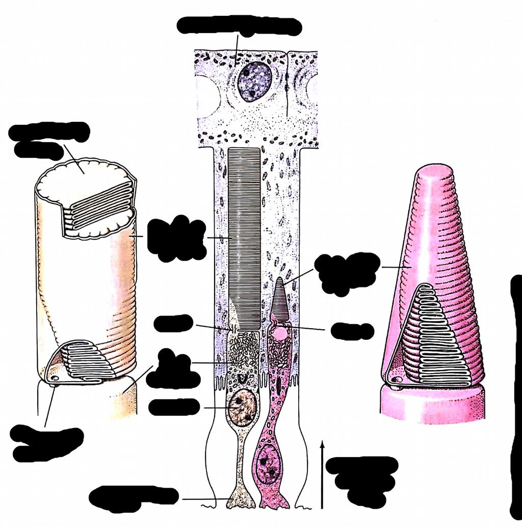 Fotoreceptory nabłonek barwnikowy swobodnie pływające dyski segment zewnętrzny pręcika trzon