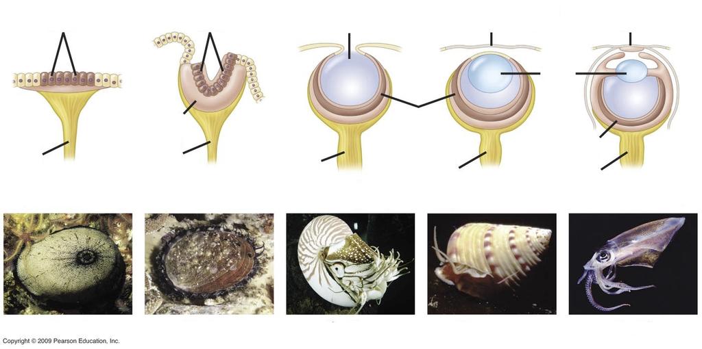 Ewolucja oka komórki światłoczułe komórki światłoczułe zagłębienie wypełnione płynem przezroczywsta tkanka ochronna (rogówka) rogówka soczewka warstwa komórek światłoczułych (siatkówka) oko kubkowe