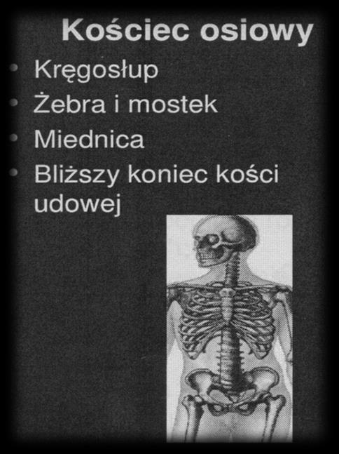 Kość korowa (zbita) Szkielet centralny i obwodowy Trzony kości długich, warstwa zewnętrzna kości (szkielet