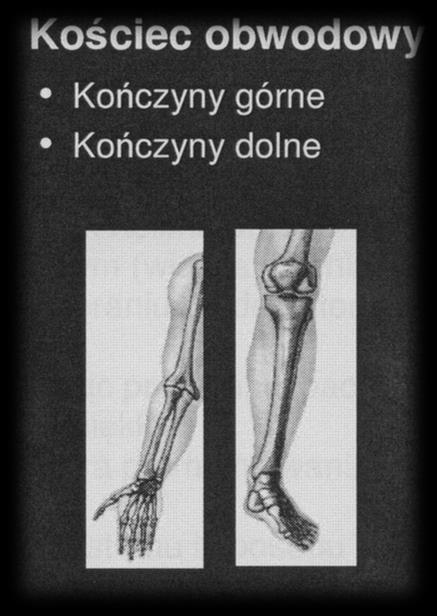 Kość gąbczasta (beleczkowa) Wewnętrzna część kości szkieletu centralnego Stanowi 20% szkieletu ale 80% całkowitej
