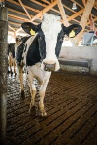 .pl https://www..pl fot. Fotolia Na mleczność krów mogą wpływać czynniki zewnętrzne, np. warunki zoohigieniczne. Współczynnik odziedziczalności zawartości tłuszczu i białka mleka to ok. 0,7.