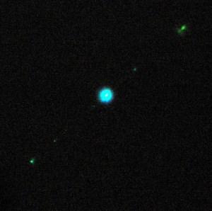 widok z boku (u dołu); LNA long needle (nanocrystal) axis, LMA long molecular axis, c) kryształy organiczne p-6p zobrazowane w mikroskopie fluorescencyjnym, wzbudzane światłem UV 365 nm, d)
