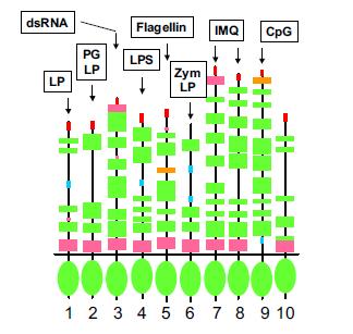 Receptory TLR i ich ligandy PRR (pattern recognition receptors) PAMPs (pathogenassociated