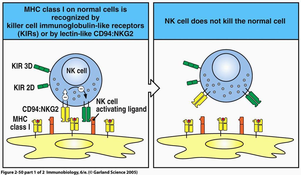 Komórki NK w