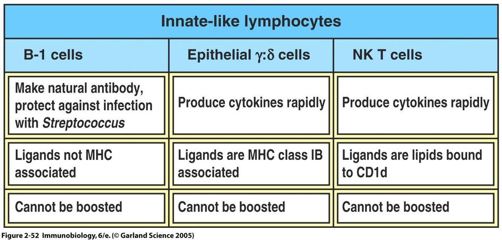 Limfocyty w