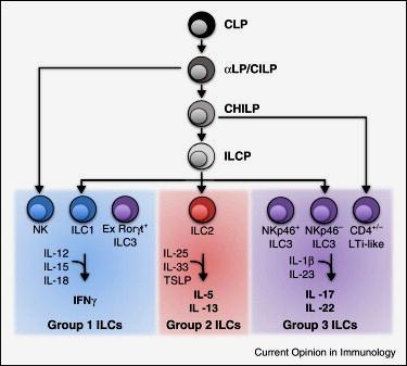 Innate lymphoid cells (ILCs) Current