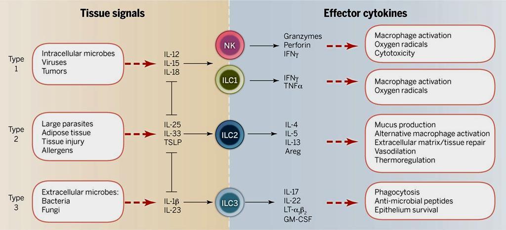 ILC : sygnały aktywujące, cytokiny