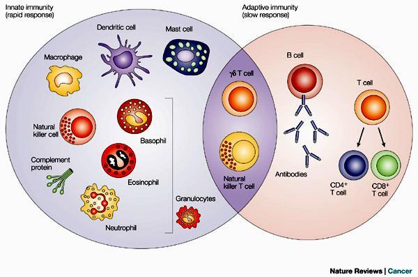 Komórki odporności