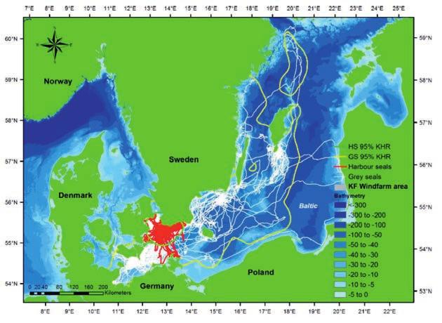 Zasięg występowania foki szarej od kilku dekad rozszerza się w kierunku południowym i gatunek występuje również wokół położonej niedaleko Bornholmu wyspy Christiansø i polskiego wybrzeża, gdzie