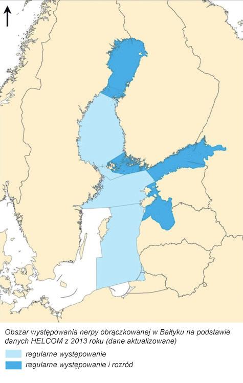 Grzbietowa warstwa sierści pokryta jest białymi plamami ( obrączkami ). Samice są mniejsze od samców i mierzą około 145 cm.