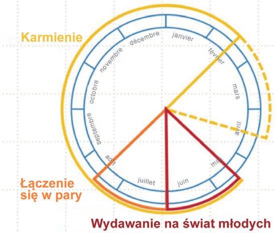 Roczny cykl życiowy morświna że większość życia spędzają jednocześnie w okresie ciąży i laktacji.