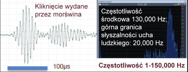 Maksymalna częstotliwość wydawanych przez morświny sygnałów to 130 khz; przypuszcza się, że są w stanie wykryć obecność dorosłego śledzia z odległości 40 m.