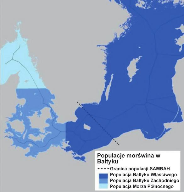 W ramach projektu SAMBAH w 2014 roku oszacowano liczbę morświnów w Morzu Bałtyckim na około 500 osobników.