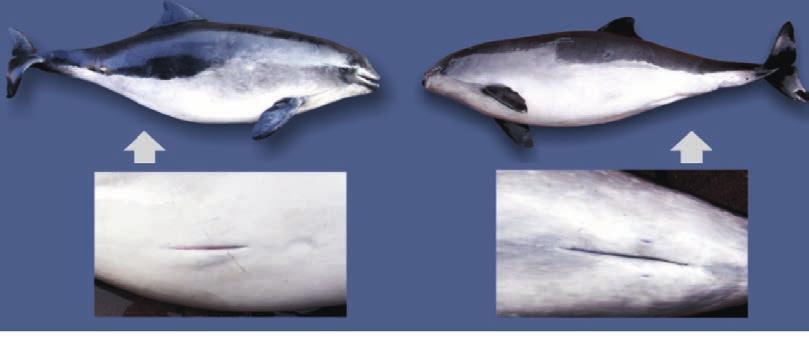 Które zdjęcie przedstawia delfina, a które morświna?