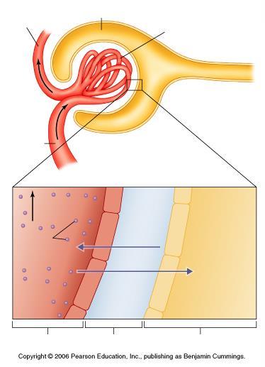 Tętniczka odprowadzająca Torebka Bowmana Kłębuszek Filtracja kłębuszkowa Tętniczka doprowadzająca Przepływ krwi Białka (ciśn. osmot. 30 mmhg) Ciśn.