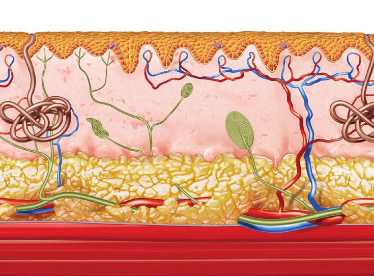 EFEKTY TERAPEUTYCZNE BIOSTYMULACJA Mechanizm ten oznacza zdolność do biologicznego stymulowania wzrostu i regeneracji tkanek na poziomie komórkowym.