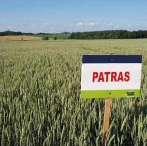 WYSOKA ZIMOTRWAŁOŚĆ No 1 Parametry E klasa jakości PATRAS pszenica jakościowa (A) Cechy szczególne: wysoka zimotrwałość, rewelacyjny plon, doskonałe parametry CHARAKTERYSTYKA ODMIANY: wysoki plon