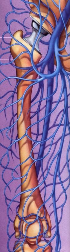 Krążenie a niewydolność żylna kończyn Okres zdrowia: prawidłowa relacja pomiędzy żyłami a mięśniami kończyn elastyczne ściany naczyń i prawidłowo działające zastawki zapewniają optymalny przepływ