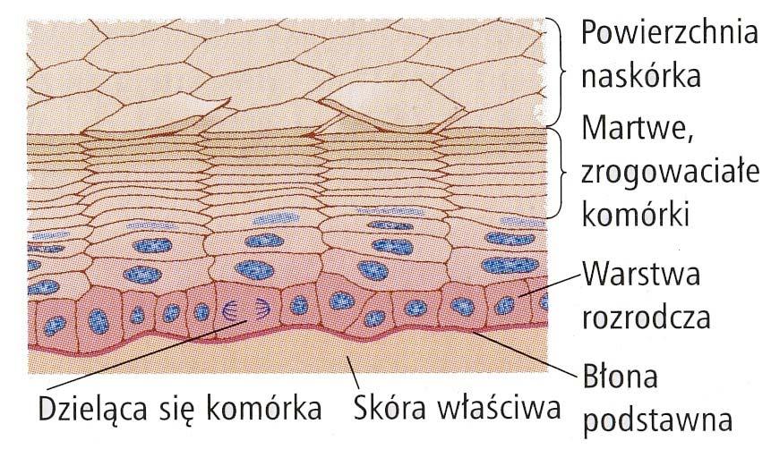 Powłoki ciała kręgowców Skóra dwie warstwy: wielowarstwowy nabłonek powłokowy i warstwa tkanki łącznej, zwana skórą właściwą.
