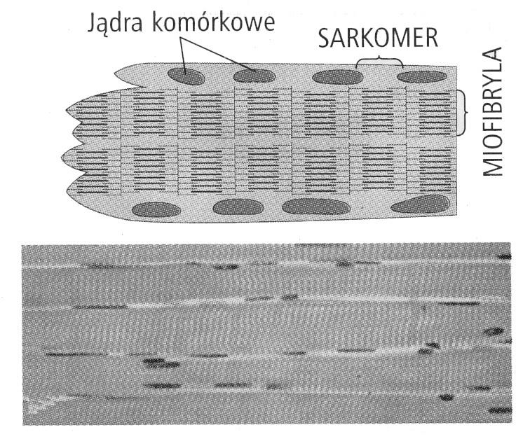 Miofibryla składa się z szeregu powtarzających się odcinków - sarkomerów, ciągnących się od jednej linii Z do kolejnej linii Z.