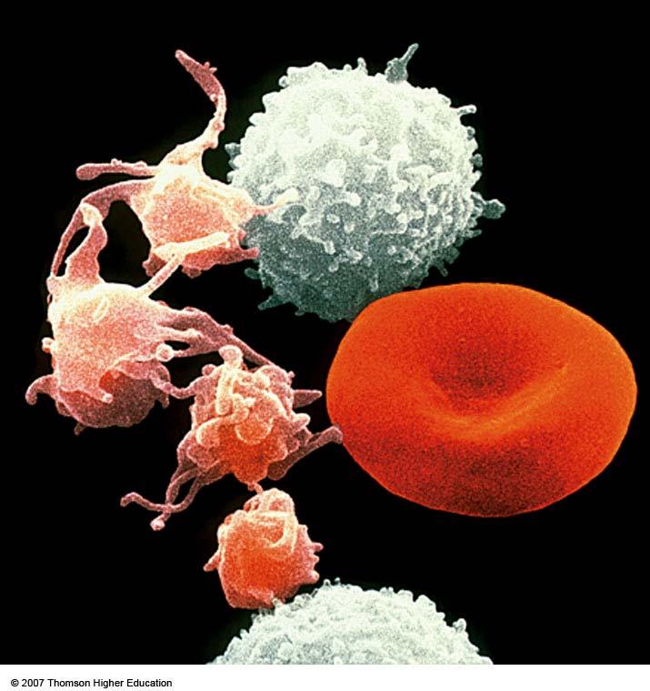 Krew jest tkanką! Wielu badaczy zalicza ją do tkanek łącznych, ponieważ komórki krwi są zanurzone w dużej ilości substancji pozakomórkowej - w osoczu.