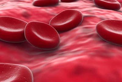 Krwinki czerwone erytrocyty W ssaków wyspecjalizowane